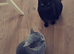 4 male kittens