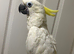 Hand Reared Baby Triton Cockatoo