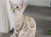 Beautiful Male Bengal Kitten - Rocky