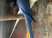 Cocktails Ringneck Lovebirds canaries