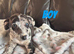 COLLIE X WHIPPET PUPPIES FOR SALE!