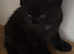 Beautiful kittens raised with children