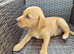 Fox red labradors