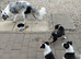 Six Puppies for sale