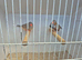 Zebra finch pair