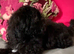 Miniature Male Poodle cross Shih Tzu