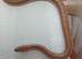 2026 coastal rosy boas
