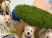 West Highland Terrier Pups
