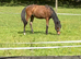 Show pony unreg yearling colt