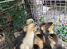 Muscovy duckings