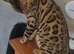 Bengal stud available