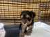 Yorkshire pure terrier last girl tea cup