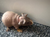 1 Male and 1 Female Guinea Pig