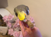 Grey male cockatiel for sale