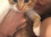 Kittens looking for forever home