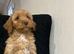 Beautiful Cockerpoo Puppies