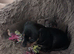 Dachshund