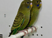 Black Face Budgies For Sale