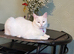White cat