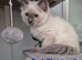 RAGDOLL KITTEN