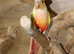 Pineapple Conure,13