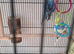 Budgies