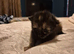 Adorable kittens