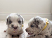 Stunning Cane Corso Puppoies for Sale