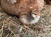 Chickens, laying hens, broody, chicks