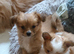 Adorable fluffy pomchi puppies for sale