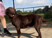 Quality KC Reg Chocolate Labrador Retriever
