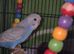 Hand tame baby budgie