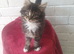 Lovely kitten