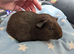 Young guinea pig boars