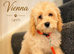 American Cockapoo -Trained - Health tested Parents
