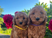 Poodle. X cocker spaniel puppies