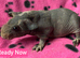 Skinny Pig Sows