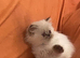Gorgeous Pure Persian Kittens &ndash; 2 Rare Golden Grey & 2 White