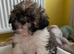 Shih- tzu x Puppies