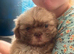Imperial Shih Tzu pups