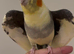 Baby tamed cockatiels taking parrot