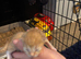 5 beautiful kittens