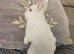 Two baby netherland dwarfs