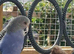 Mauve/purple budgie