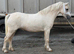 5 year old mare