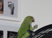 Indian ringneck