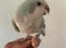 Hand tame Quaker parrot
