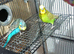 Bonded pair of young cocks