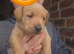Gorgeous labradoodle puppies (75% lab)