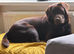 Chocolate Labrador